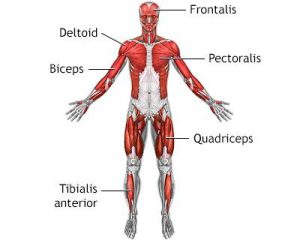 Becker syndrome